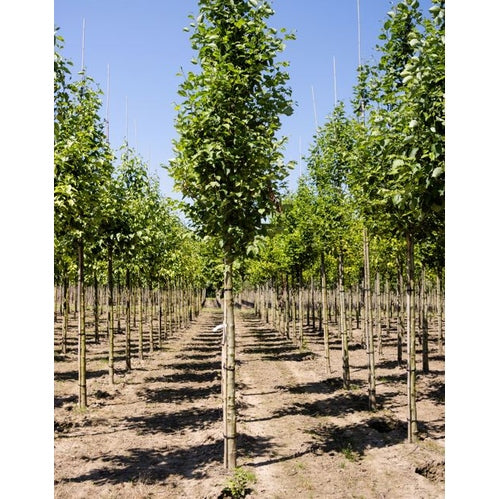 Gråal - Alnus incana - Stammens omkrets 18-20 cm, höjd 4 +/- meter, HS, COCO